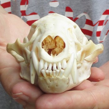 5" Badger Skull - $62