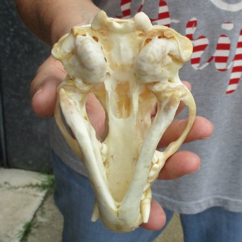 5" Badger Skull - $62