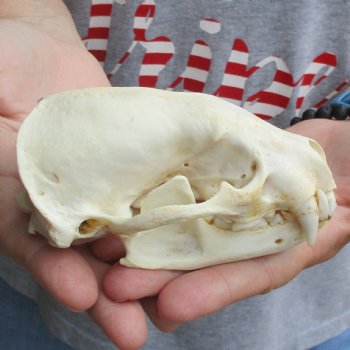 4-3/4" Badger Skull - $62