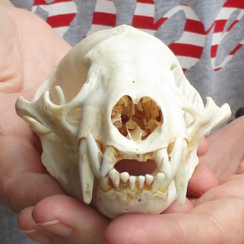 4-3/4" Badger Skull - $62