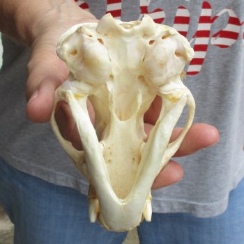 4-3/4" Badger Skull - $62