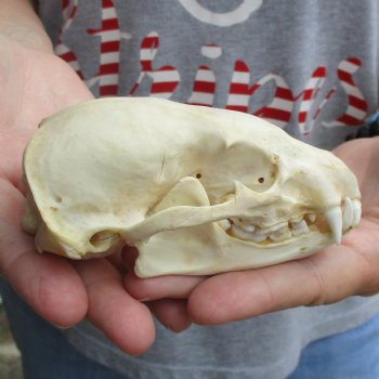 B-Grade 4-1/2" Badger Skull - $49