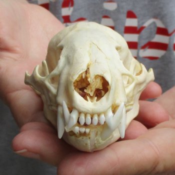 B-Grade 4-1/2" Badger Skull - $49