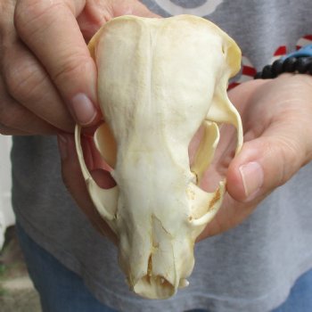 B-Grade 4-1/2" Badger Skull - $49