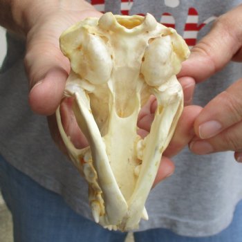 B-Grade 4-1/2" Badger Skull - $49