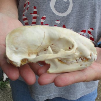 B-Grade 5" Badger Skull - $49