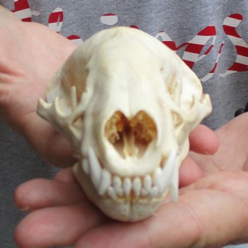 B-Grade 5" Badger Skull - $49