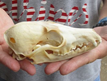 B-Grade 5-1/2" Red Fox Skull for sale - $29