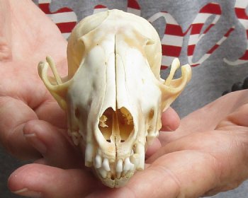 B-Grade 5-1/2" Red Fox Skull for sale - $29