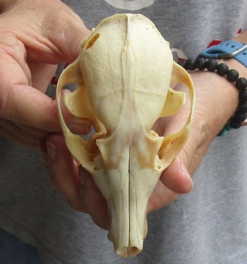 B-Grade 5-1/2" Red Fox Skull for sale - $29