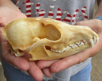 B-Grade 5-3/4" Red Fox Skull for sale - $29