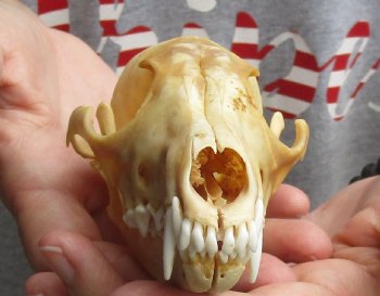 B-Grade 5-3/4" Red Fox Skull for sale - $29