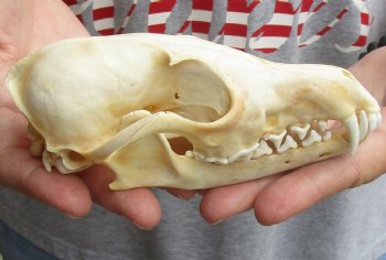  5-3/4" Red Fox Skull, available for sale - $45