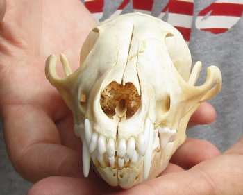  5-3/4" Red Fox Skull, available for sale - $45