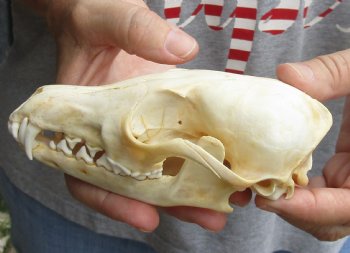  5-3/4" Red Fox Skull, available for sale - $45