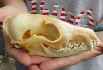 B-Grade 5-3/4" Red Fox Skull for sale - $29