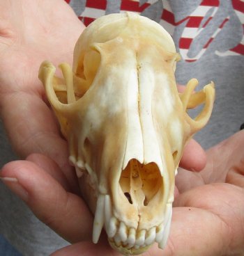 B-Grade 5-3/4" Red Fox Skull for sale - $29