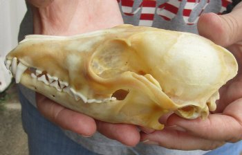 B-Grade 5-3/4" Red Fox Skull for sale - $29