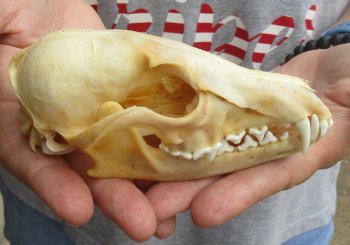 Buy this B-Grade 5-1/4" Red Fox Skull for sale - $29