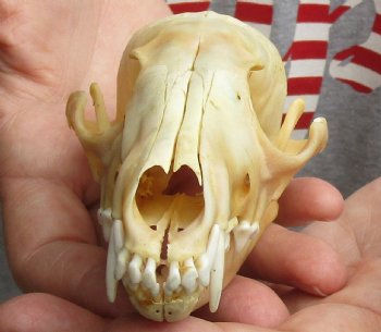 Buy this B-Grade 5-1/4" Red Fox Skull for sale - $29