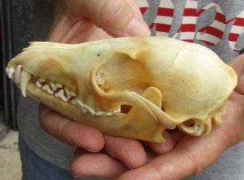 Buy this B-Grade 5-1/4" Red Fox Skull for sale - $29