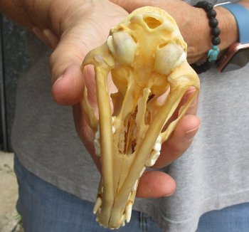 Buy this B-Grade 5-1/4" Red Fox Skull for sale - $29