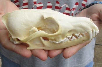 6" Red Fox Skull, available for sale - $45