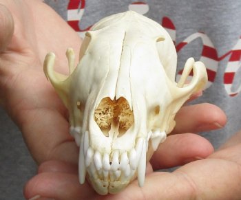 6" Red Fox Skull, available for sale - $45