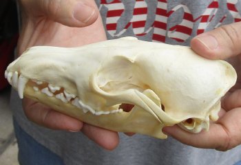 6" Red Fox Skull, available for sale - $45