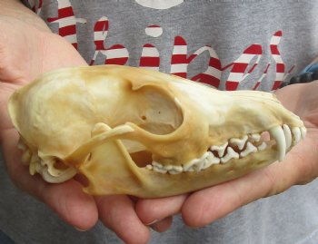 Buy this B-Grade 5-1/4" Red Fox Skull for sale - $29