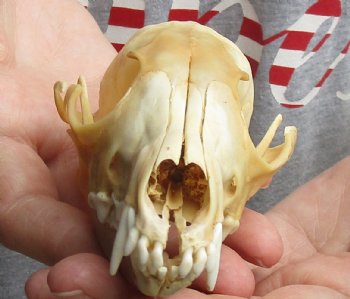 Buy this B-Grade 5-1/4" Red Fox Skull for sale - $29