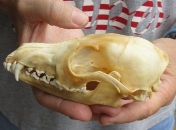 Buy this B-Grade 5-1/4" Red Fox Skull for sale - $29