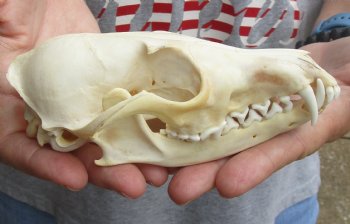 Authentic 6" Red Fox Skull - $45