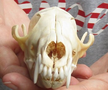 Authentic 6" Red Fox Skull - $45