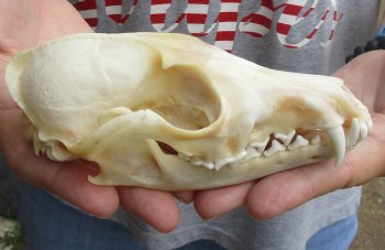 Real 5-3/4" Red Fox Skull - $45