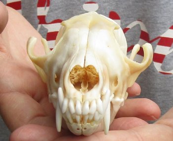 Real 5-3/4" Red Fox Skull - $45