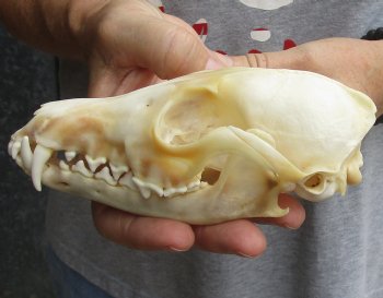 Real 5-3/4" Red Fox Skull - $45