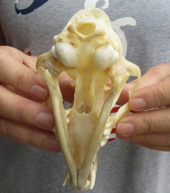 Real 5-3/4" Red Fox Skull - $45