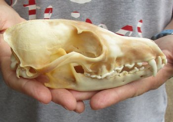 Buy this B-Grade 6" Red Fox Skull for sale - $29