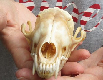 Buy this B-Grade 6" Red Fox Skull for sale - $29