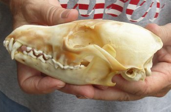 Buy this B-Grade 6" Red Fox Skull for sale - $29