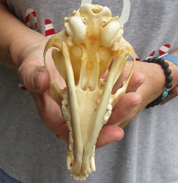 Buy this B-Grade 6" Red Fox Skull for sale - $29