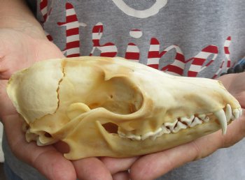 Buy this B-Grade 6" Red Fox Skull for sale - $29