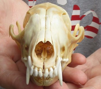 Buy this B-Grade 6" Red Fox Skull for sale - $29