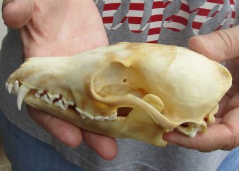 Buy this B-Grade 6" Red Fox Skull for sale - $29