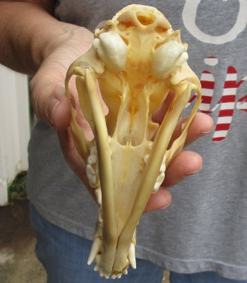 Buy this B-Grade 6" Red Fox Skull for sale - $29