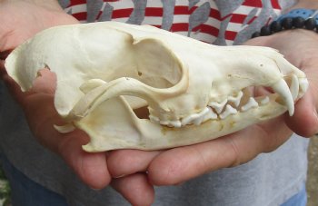 Buy this B-Grade 5-3/4" Red Fox Skull for sale - $29