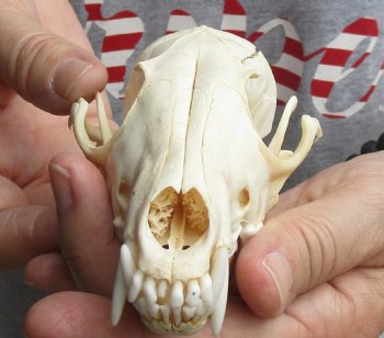 Buy this B-Grade 5-3/4" Red Fox Skull for sale - $29