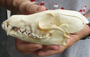 Buy this B-Grade 5-3/4" Red Fox Skull for sale - $29