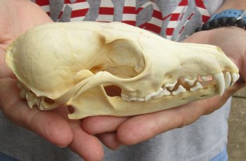 Real 5-3/4" Red Fox Skull - $45